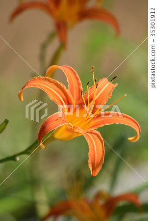 櫟(秋天健忘) 櫟(秋天健忘) 35301912