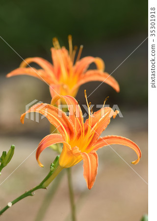 櫟(秋天健忘) 櫟(秋天健忘) 35301918