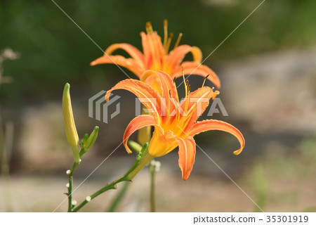 Quercus (forgetfulness in autumn) 35301919