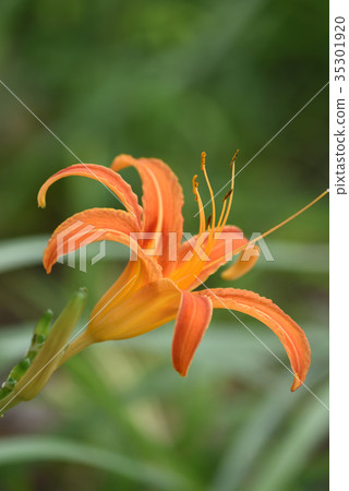 櫟(秋天健忘) 櫟(秋天健忘) 35301920