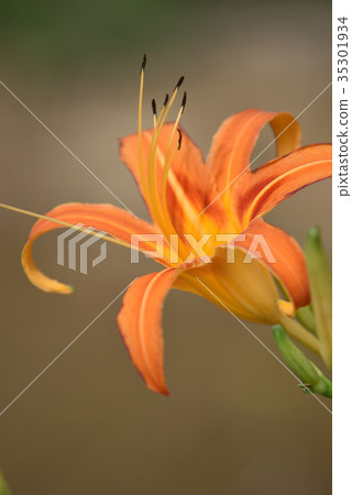 櫟(秋天健忘) 櫟(秋天健忘) 35301934