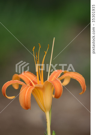 Quercus (forgetfulness in autumn) Quercus (forgetfulness in autumn) 35301935