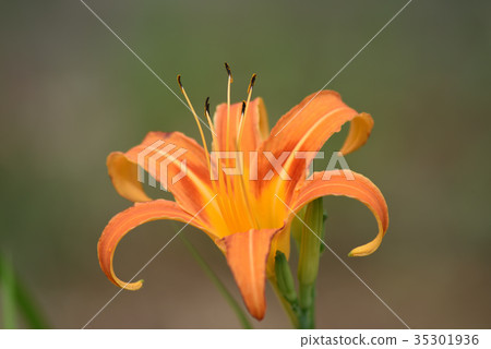 Quercus (forgetfulness in autumn) Quercus (forgetfulness in autumn) 35301936