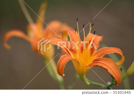 Quercus (forgetfulness in autumn) Quercus (forgetfulness in autumn) 35301940