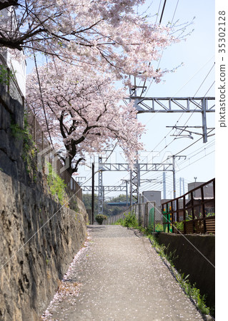 Cherry blossoms in full bloom blooming along the track (Japan-Hiroshima-Onomichi) 35302128