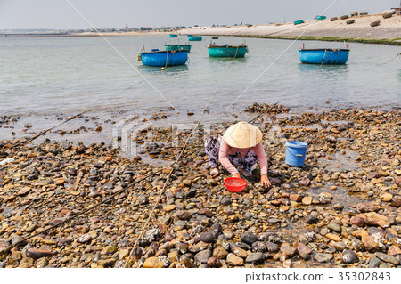 Local women collecting shellfish, Tuy Phong beach 35302843