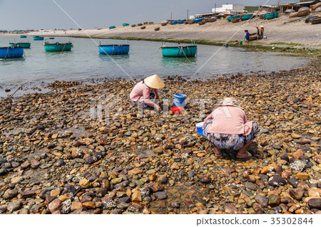 Local women collecting shellfish, Tuy Phong beach 35302844