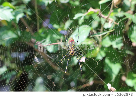 Spider fighting spider Spider fighting spider 35302878