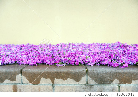 Pink phlox flowers during blossom season Pink phlox flowers during blossom season 35303015
