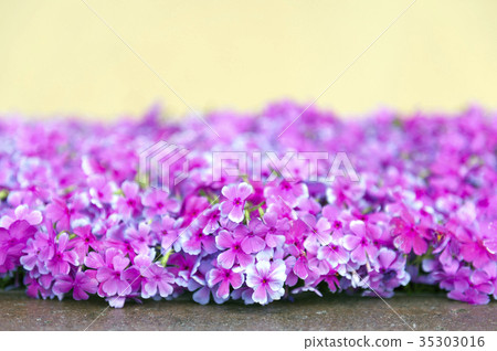 Pink phlox flowers during blossom season Pink phlox flowers during blossom season 35303016