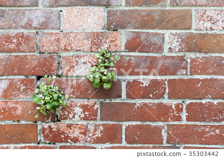 Plant and flowers on brick wall texture background Plant and flowers on brick wall texture background 35303442