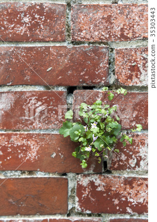 Plant and flowers on brick wall texture background Plant and flowers on brick wall texture background 35303443