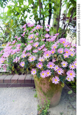 Aster cordifolius pink flower during blossom 35303488