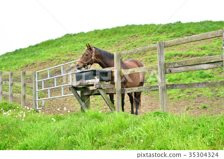 Thoroughbred Ginza Hokkaido New Crown Town Thoroughbred Ginza Hokkaido New Crown Town 35304324