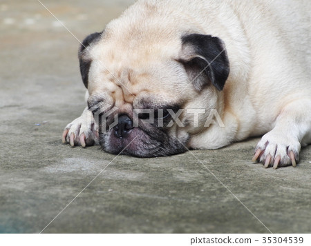 lovely lonely fat cute sad face moody pug dog 35304539