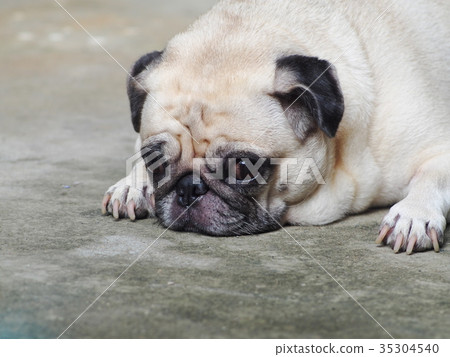 lovely lonely fat cute sad face moody pug dog 35304540