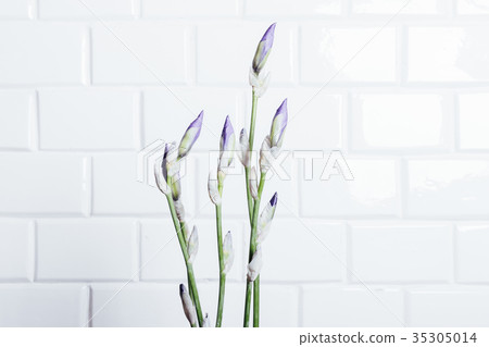 Bouquet of unblown flower iris 35305014
