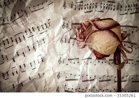 Dry rose on music sheets background Dry rose on music sheets background 35305261