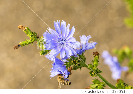 Medicinal plant chicory with flower 35305361