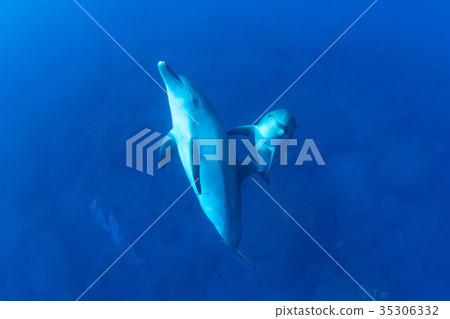 Dolphin Dolphin 35306332