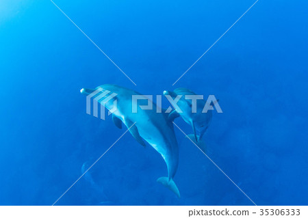 海豚 海豚 35306333