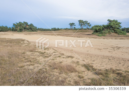 Landscape with pine trees. 35306339