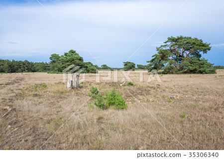 Landscape with pine trees. 35306340