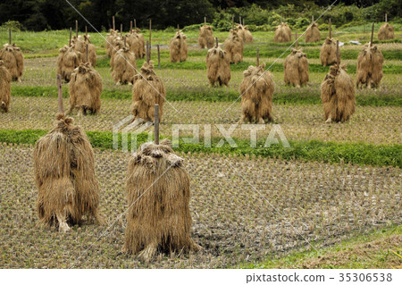 Inagi like a flock of beasts. Inagi like a flock of beasts. 35306538