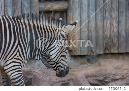 zebra  35306542