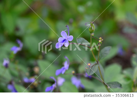 Kurerodendorumu 35306613