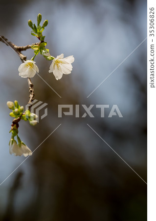 Cherry Blossoms	 35306826