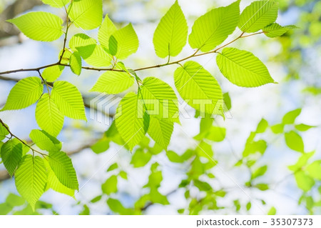 新鮮綠色的氣候 新鮮綠色的氣候 35307373