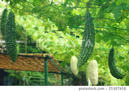 綠苦瓜白苦瓜 35307458