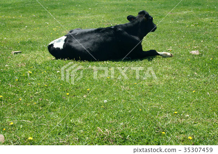 牛背視圖 35307459