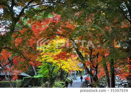 在Hiyoshi Taisha寺廟的秋葉 在Hiyoshi Taisha寺廟的秋葉 35307839