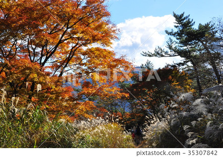 Autumn leaves and grasses of Hakone Yuzaka Road hiking course Autumn leaves and grasses of Hakone Yuzaka Road hiking course 35307842