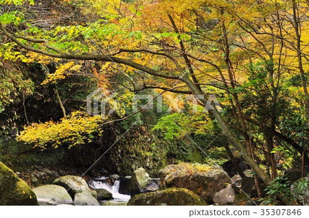 Autumn leaves on the Hayakawa (Dogashima) valley promenade 35307846