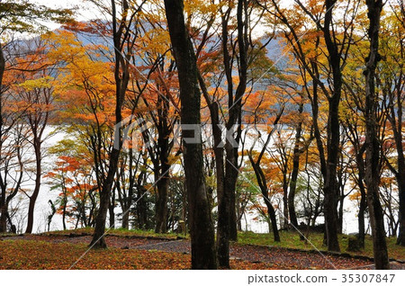 Lake Ashinoko Lake Momiji Forest by the Lake 35307847