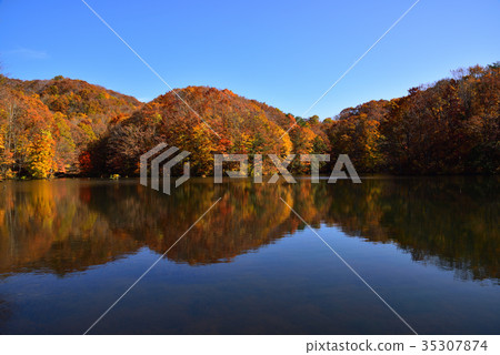 Autumn leaves of Ura Bandai Autumn leaves of Ura Bandai 35307874