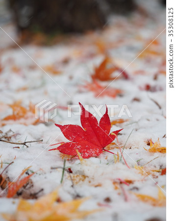 明亮的紅色楓葉和第一場雪 35308125