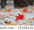 Bright red maple leaves and first snow 35308126