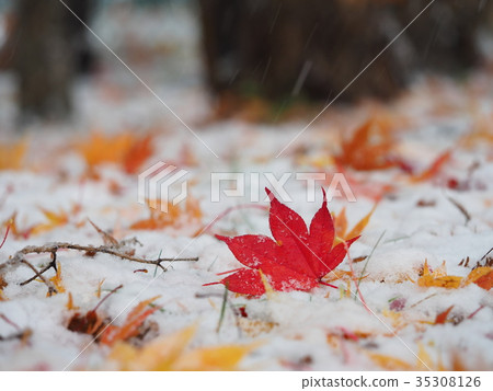 明亮的紅色楓葉和第一場雪 35308126