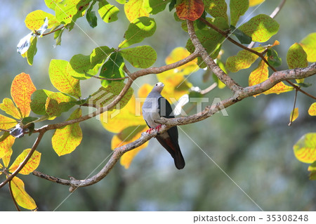 Melanesia Mikado Bat 35308248