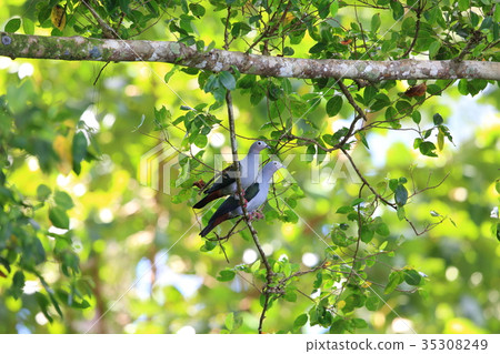 Melanesia Mikado Bat 35308249