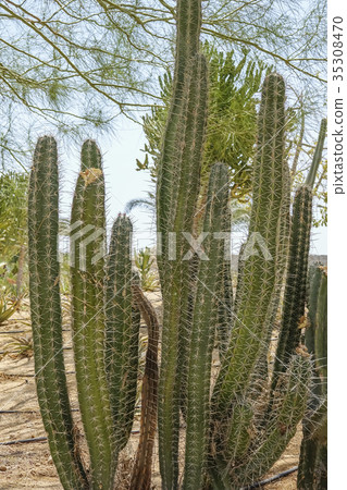 Cultivation of cacti in the home Cultivation of cacti in the home 35308470