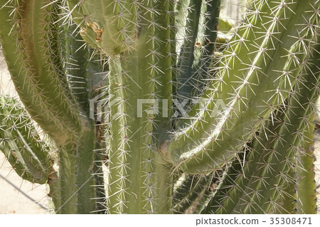 Green prickly cactus close-up Green prickly cactus close-up 35308471