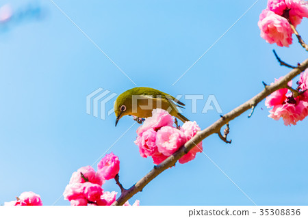 Mejiro red ume Mejiro red ume 35308836