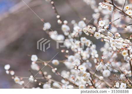 White plum blossoms White plum blossoms plum grove plum grove Many flowers Spring attractions White plum blossoms White plum blossoms plum grove plum grove Many flowers Spring attractions 35308886