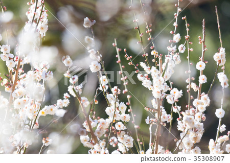 白梅花白梅花梅花林梅花林許多花卉春天的景點 35308907