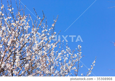 白梅花白梅花梅花林梅花林許多花卉春天的景點 35308908